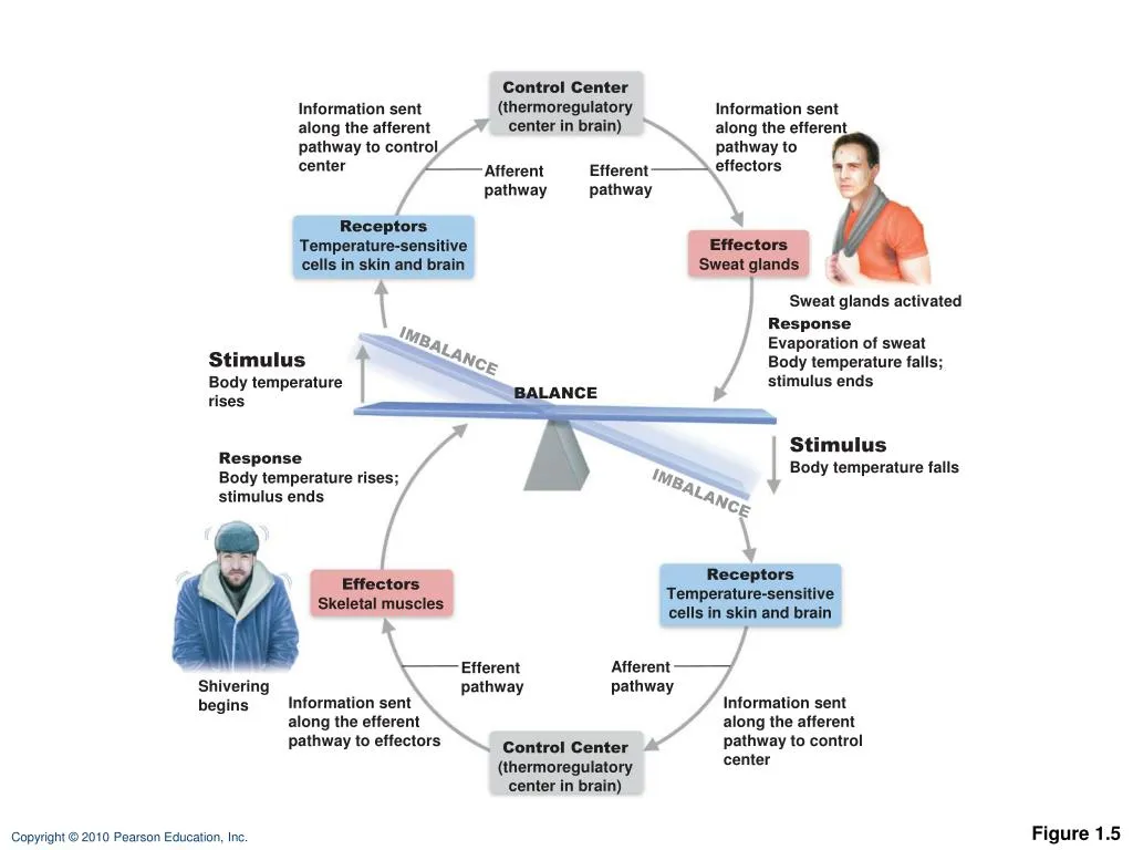 Thermoregulation feedback loop